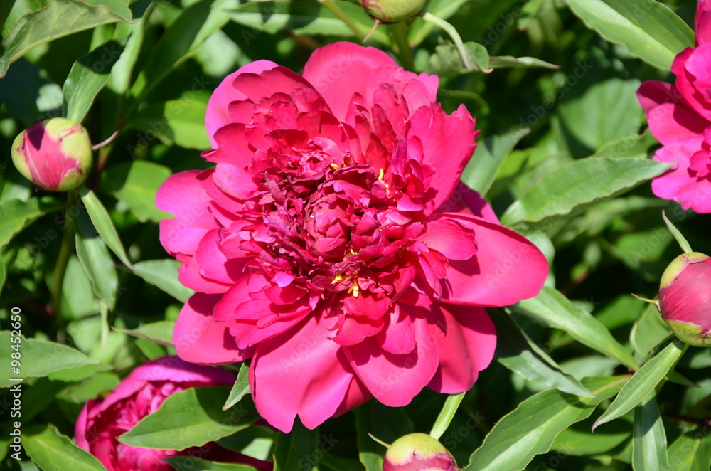 Blooming pink peony 