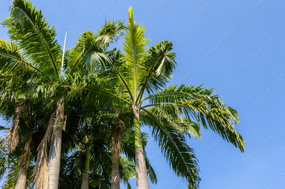 green palm tree in nature garden