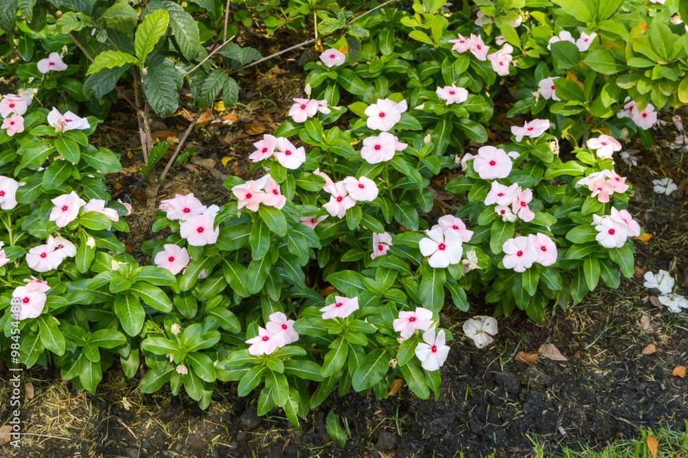 Catharanthus roseus flower in garden