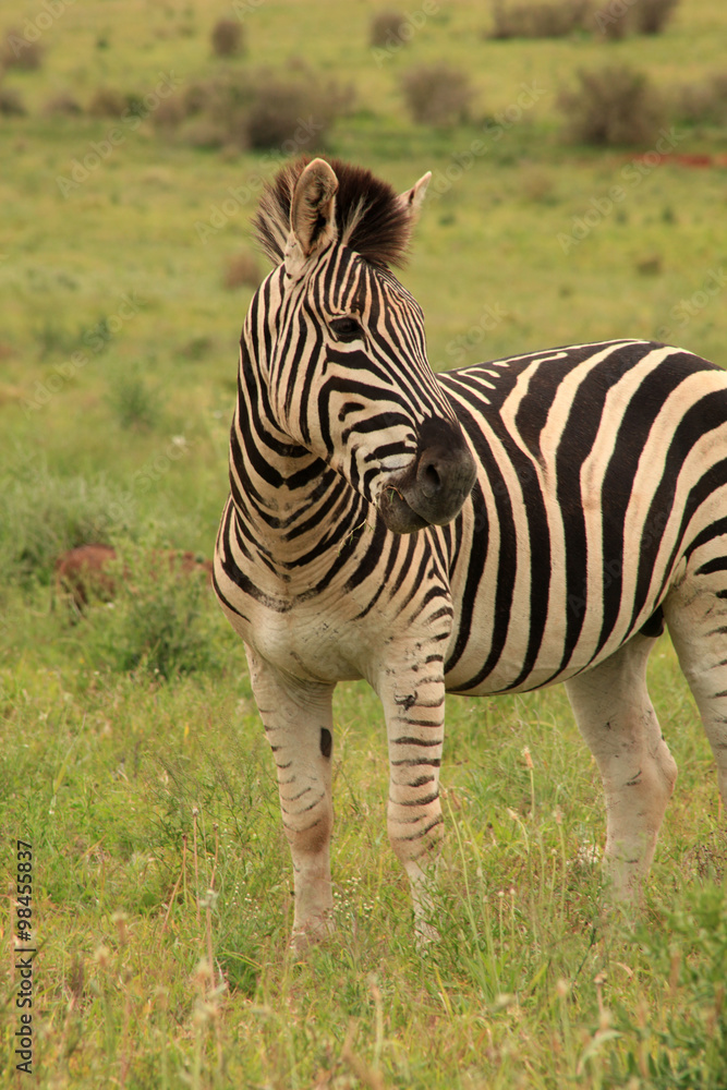 Fototapeta premium cebra