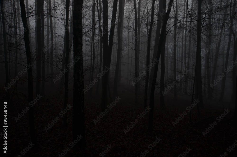 Obraz premium Gruseliger Wald
