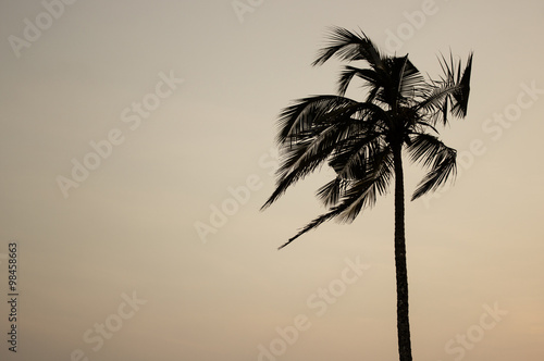 Single palm tree at warm background