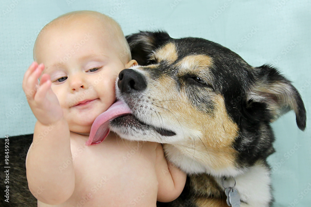 German Shepherd Dog Licking Baby Face Stock Photo Adobe Stock
