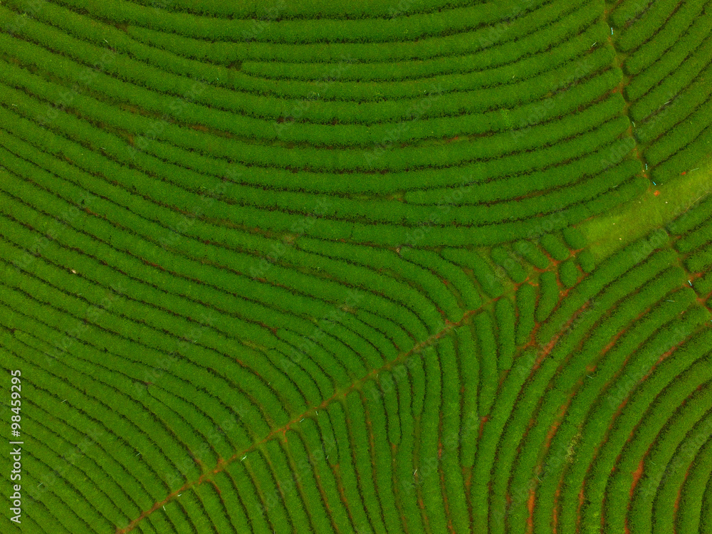 Fototapeta premium tea plantation