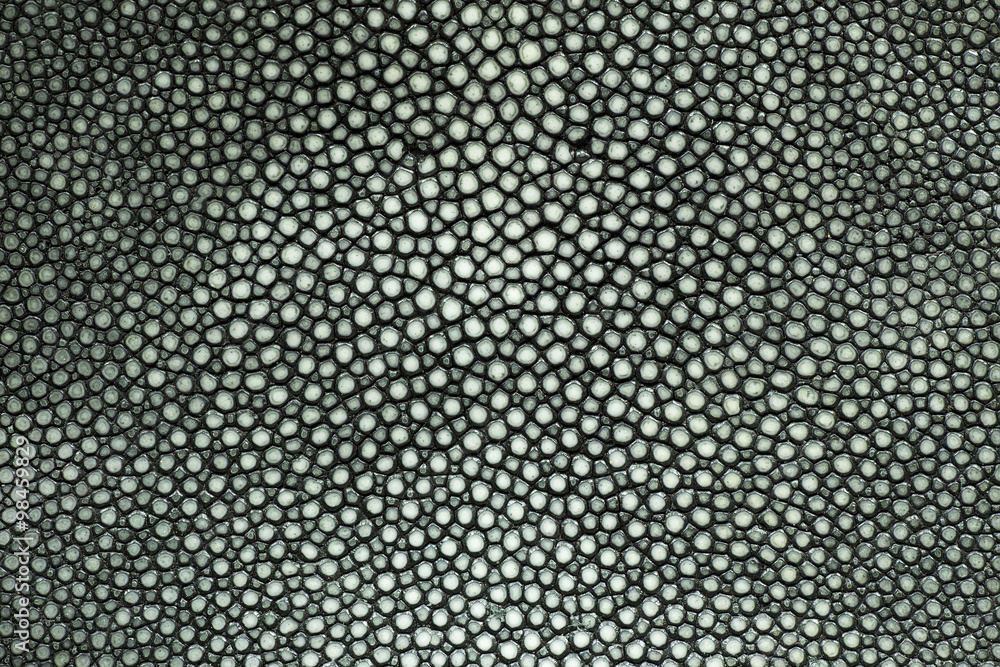 Φωτογραφία Closeup of a stingray skin texture