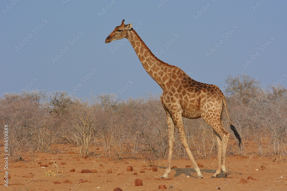 Obraz premium Giraffe (Giraffa camelopardalis) im Etosha Nationalpark