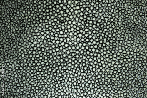 Murais de parede Closeup of a stingray skin texture