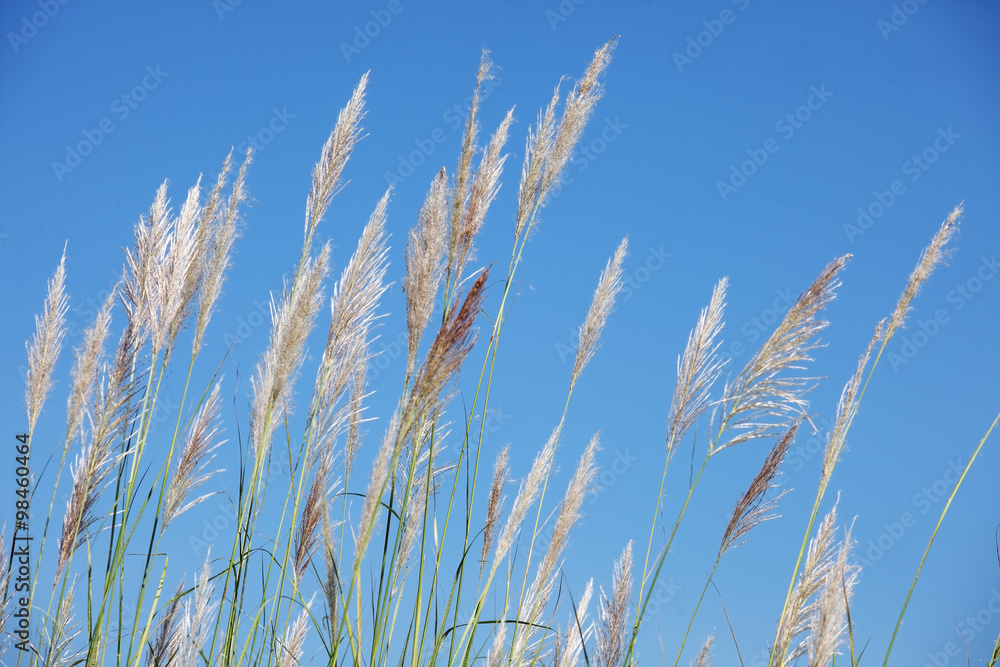 Fototapeta premium reeds grass with blue sky