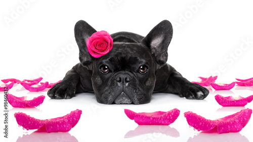 valentines love sick dog © Javier brosch