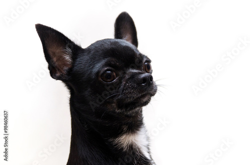 Fototapeta Naklejka Na Ścianę i Meble -  Chihuahua Black