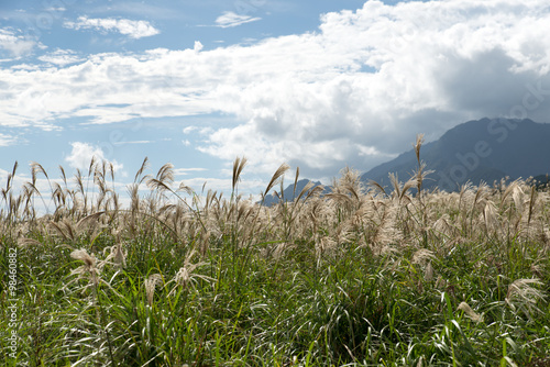 silver grass