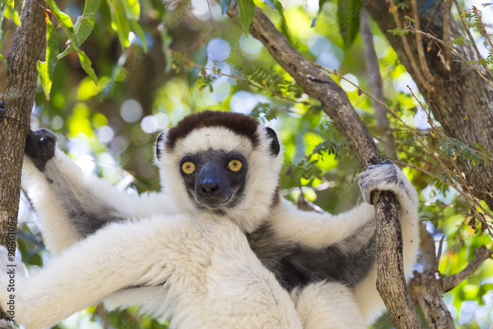 Fototapeta premium Sifaka cute portrait in a wildlife scene in Madagascar, Africa
