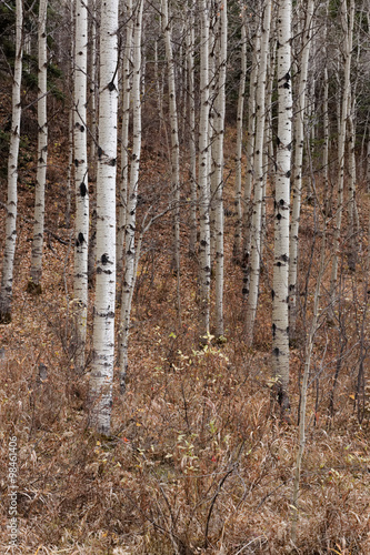 aspens stand straight in fall forest