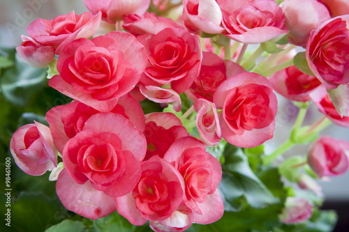 Beautiful pink Begonia with soft focus background