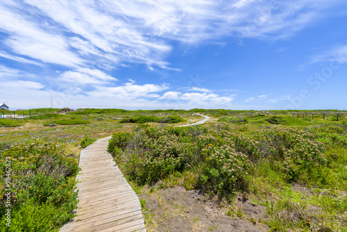 Wooden walk way though green summer field