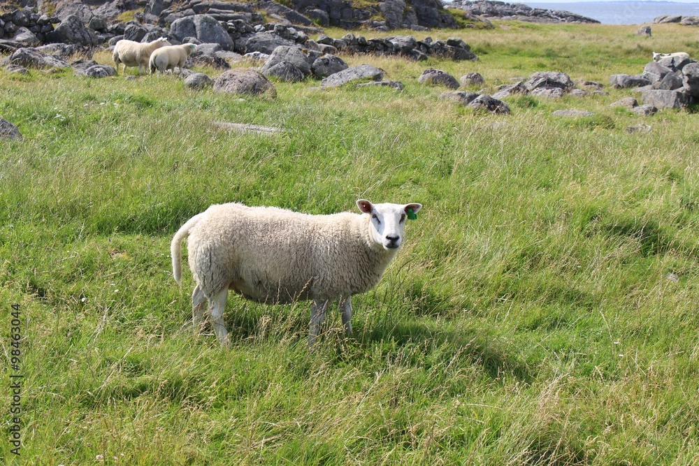 Naklejka premium Sheep on the Western coast of the island Karmoy, Norway.