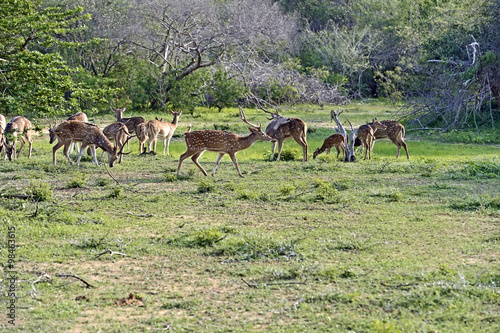 Asian sika deer