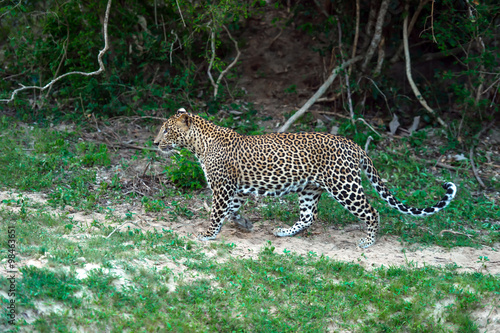The leopard in Sri Lanka