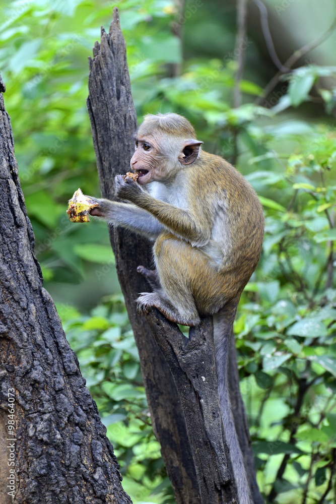 Obraz premium Macaca in Sri Lanka