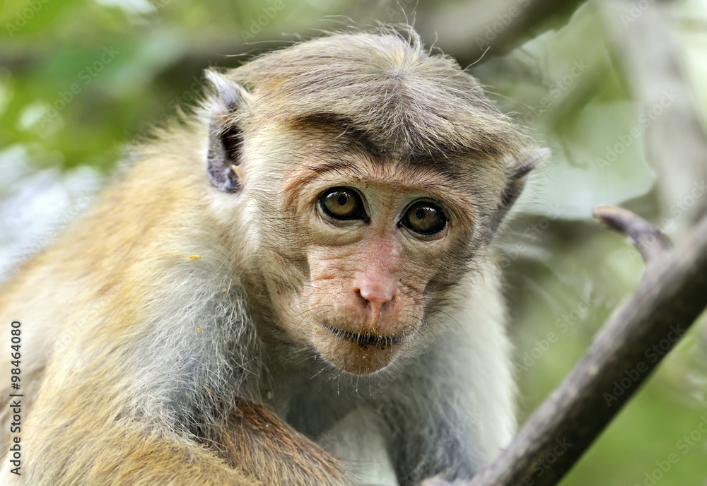 Macaca in Sri Lanka
