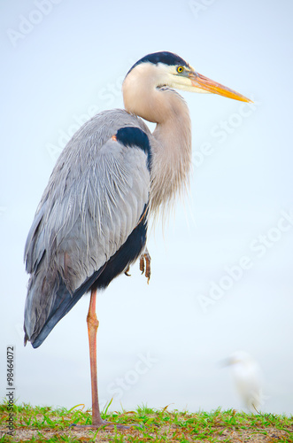 Canvas Print Portrait of great blue heron resting on one leg standing in the grass along a ri