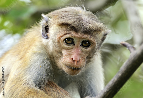 Obraz na płótnie Macaca in Sri Lanka w salonie