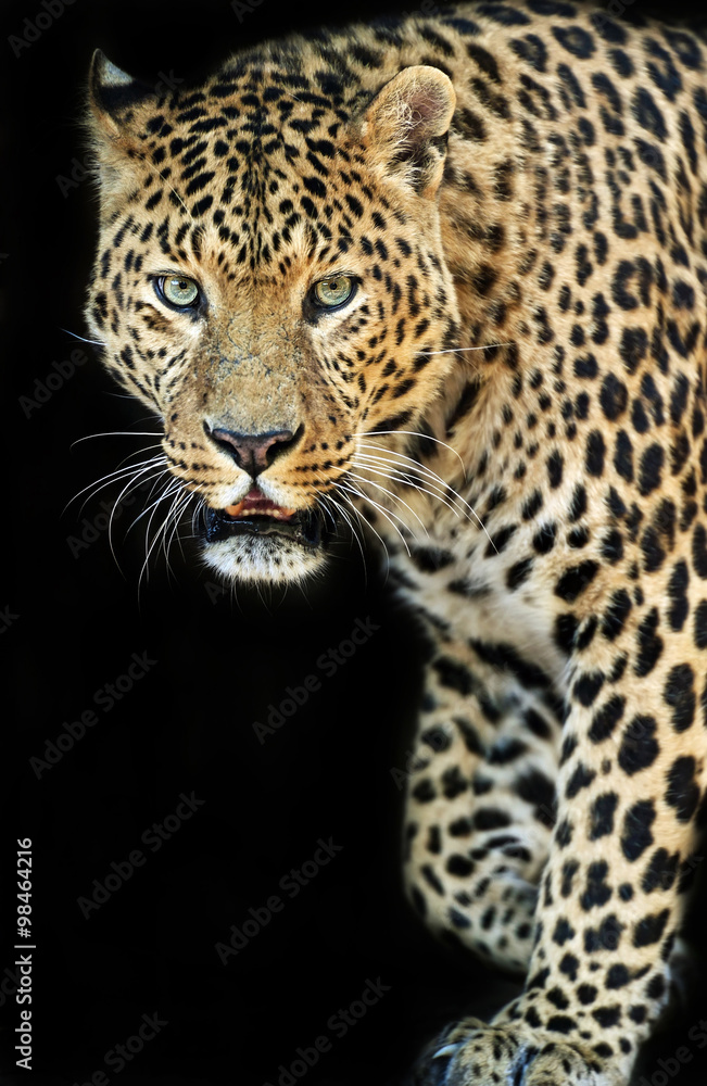 Leopard