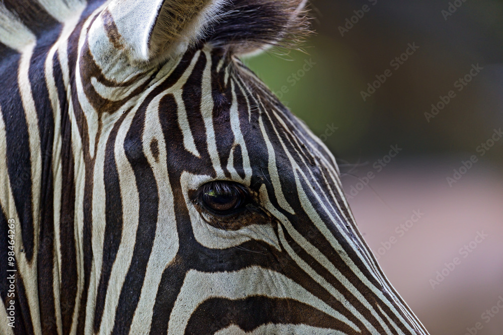 Naklejka premium Zebra in the Masai Mara