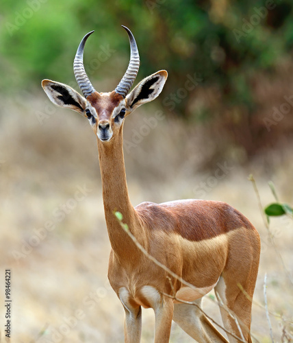 African gazelle gerenuk