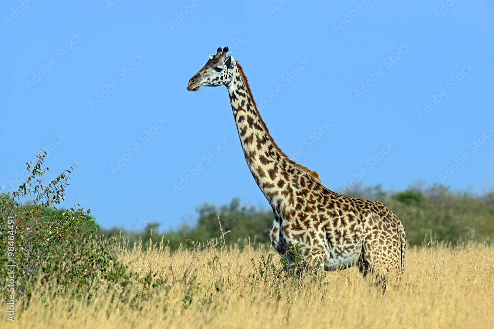 Fototapeta premium Giraffe in the African savannah