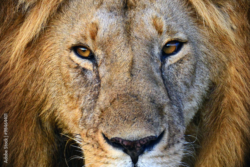 Masai Mara Lions photo