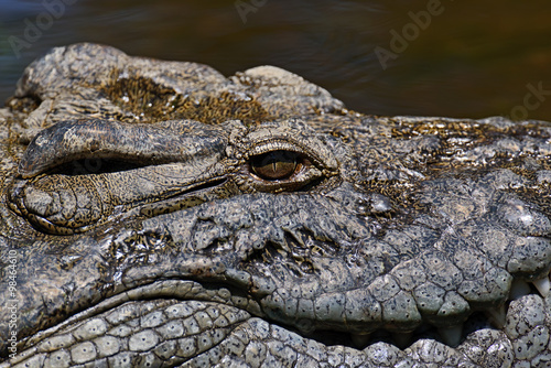 Crocodiles Masai Mara