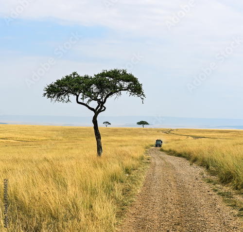 Tree in savannah © kyslynskyy