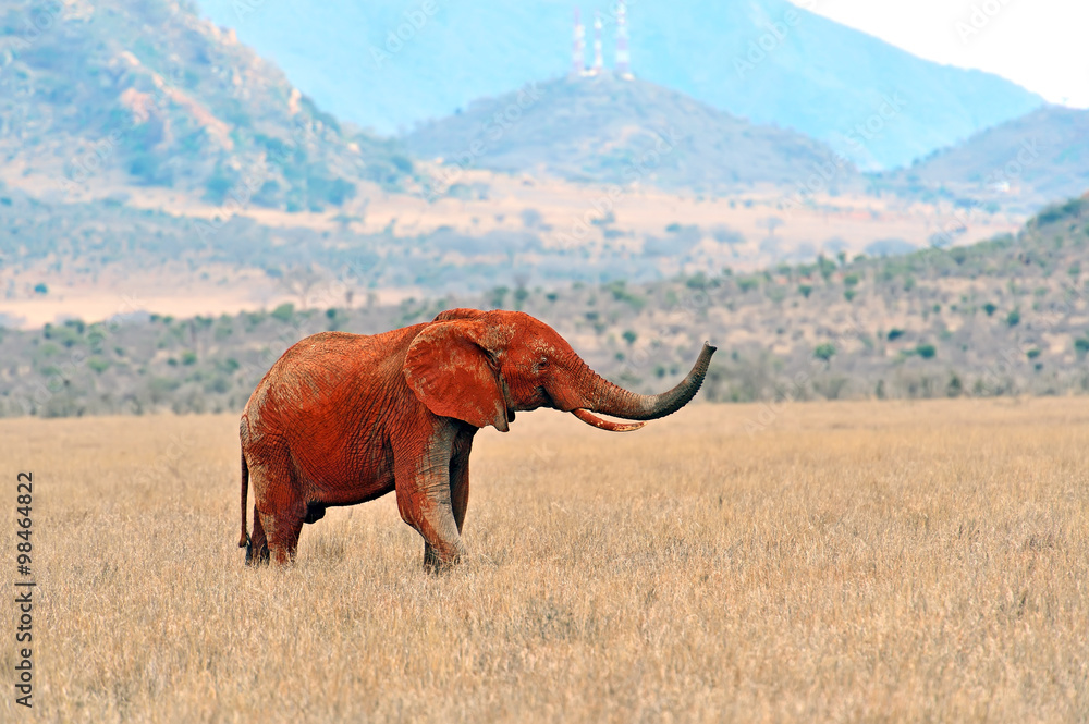 African elephants in the savannah