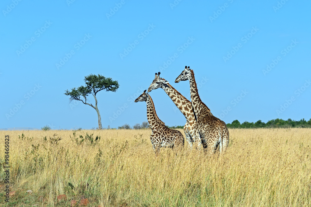 Giraffe in the African savannah