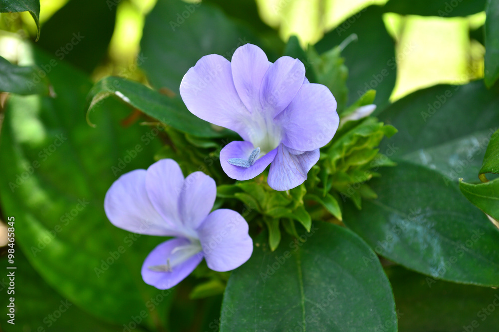 Purple Barleria strigosa, Family Acanthaceae, Central of Thailand Purple Barleria strigosa, Family Acanthaceae, Central of Thailand