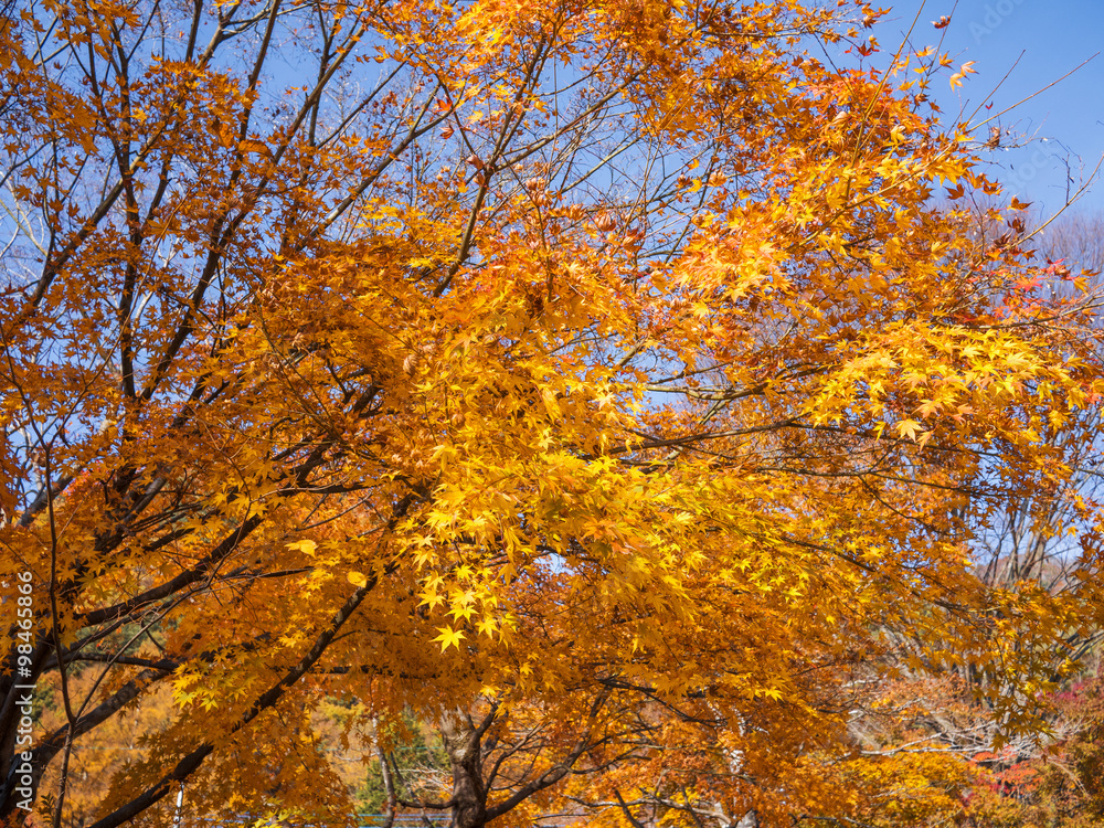 maple autumn set