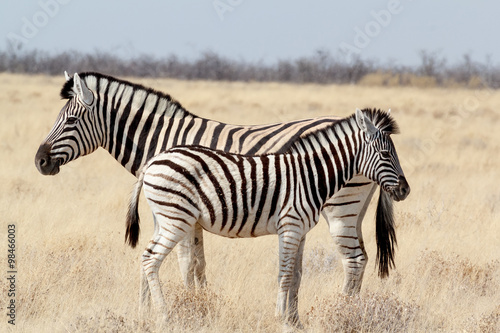 Zebra foal with mother in african bush