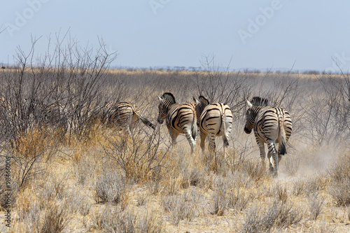 herd of Zebra in african bush