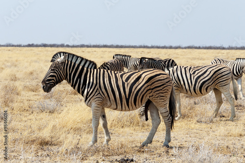 herd of Zebra in african bush