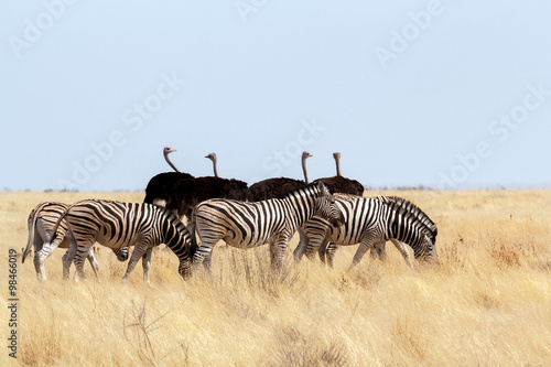 herd of Zebra and ostrich in african bush