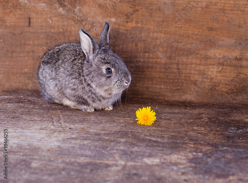 little Rabbit on wooden background photo