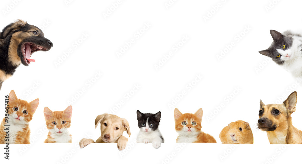 kitten and puppy kitten and puppy