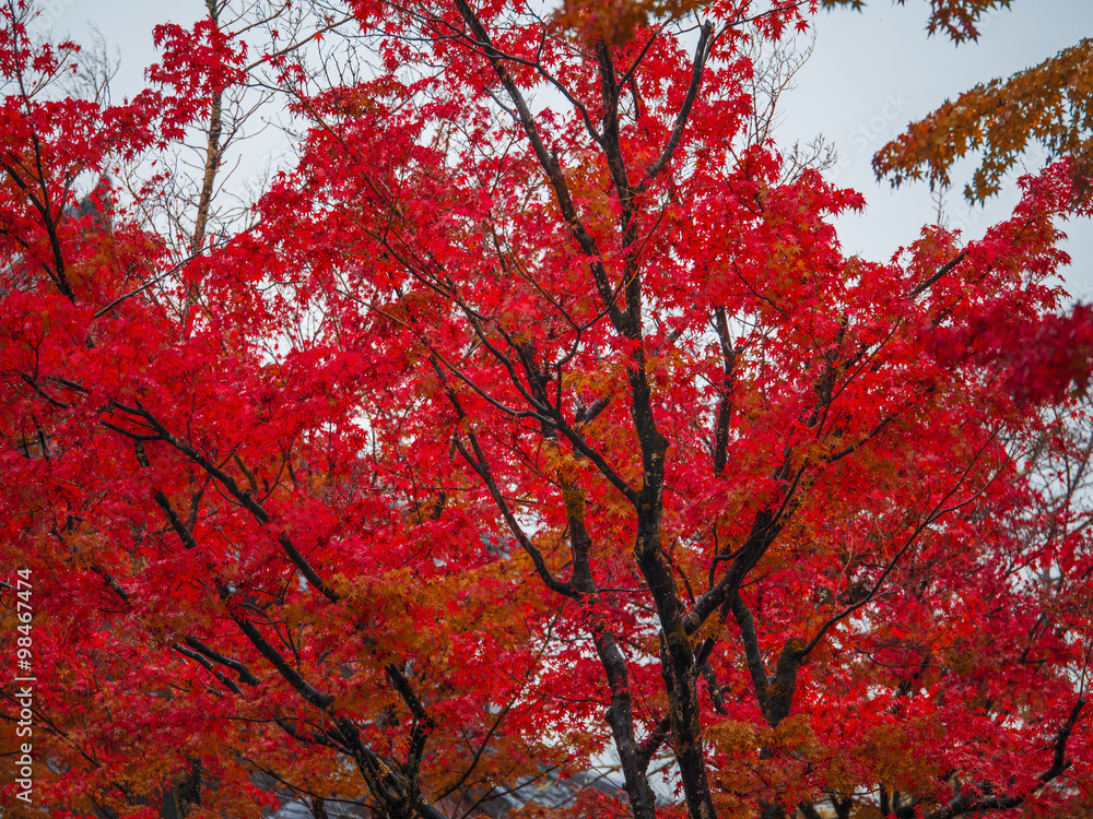 Red autumn leaves at mountain fuji Red autumn leaves at mountain fuji