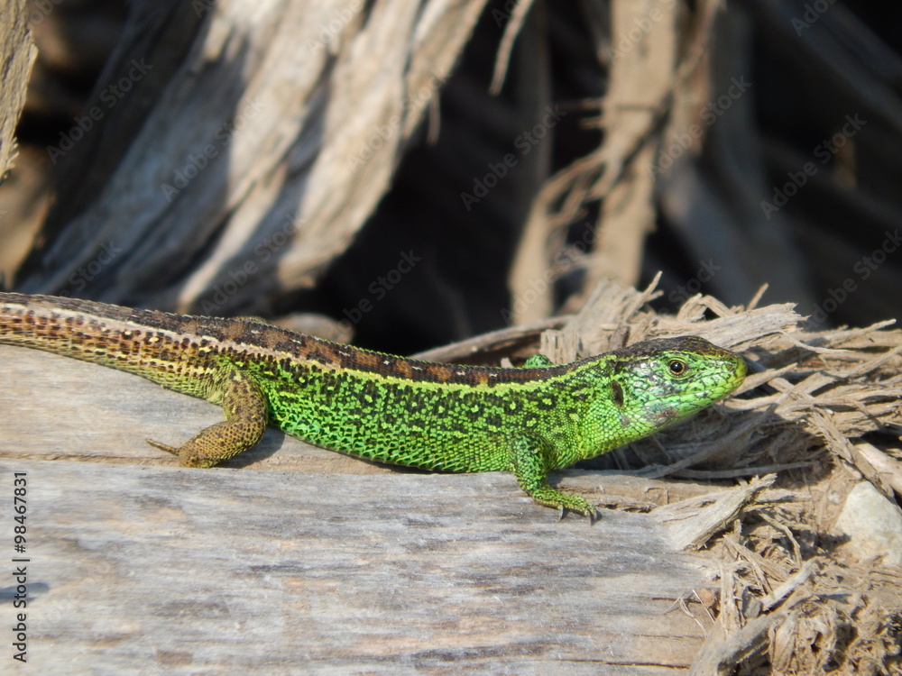 Naklejka premium Eidechse