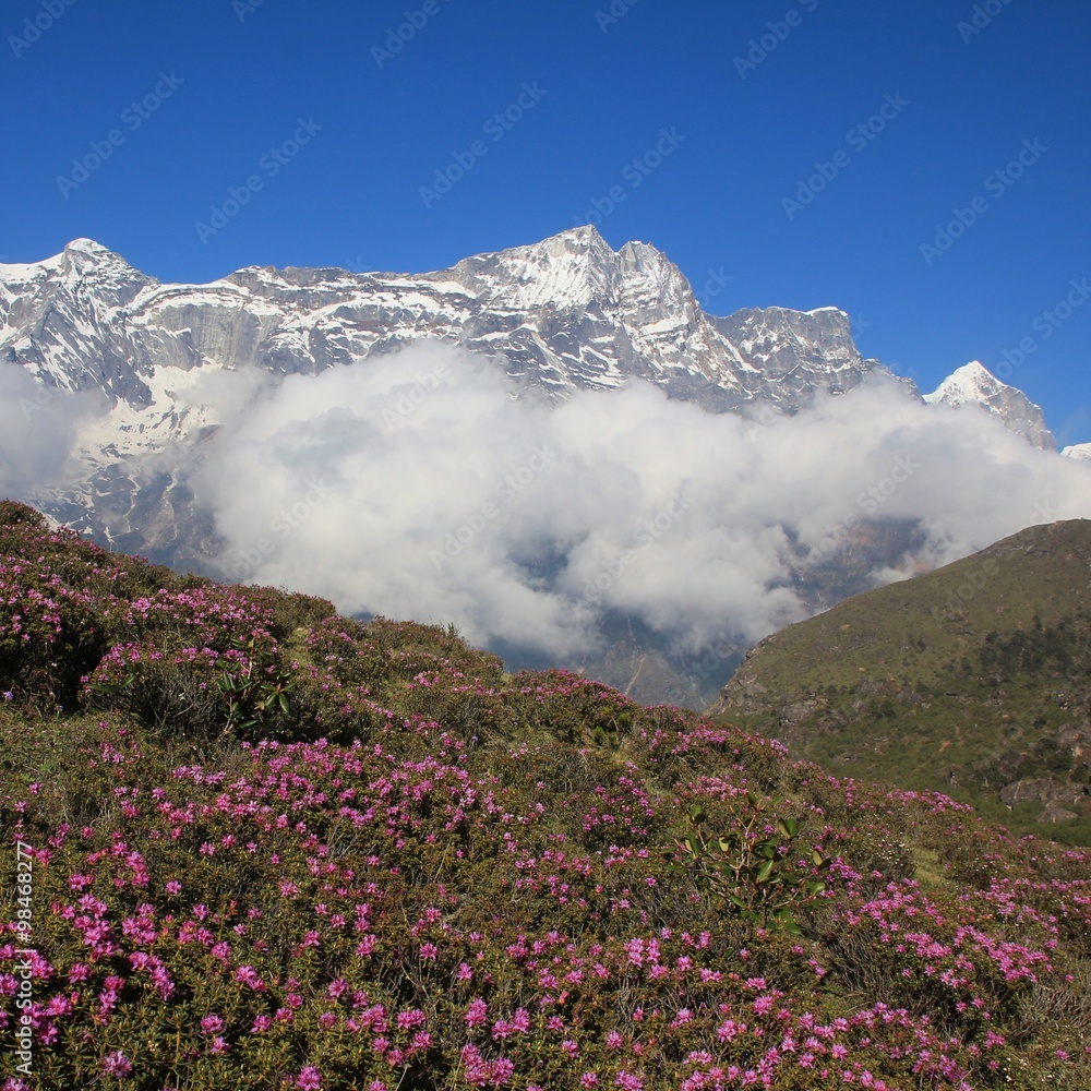 Meadow with pink wildflowers and snow capped mountain in the Himalayas