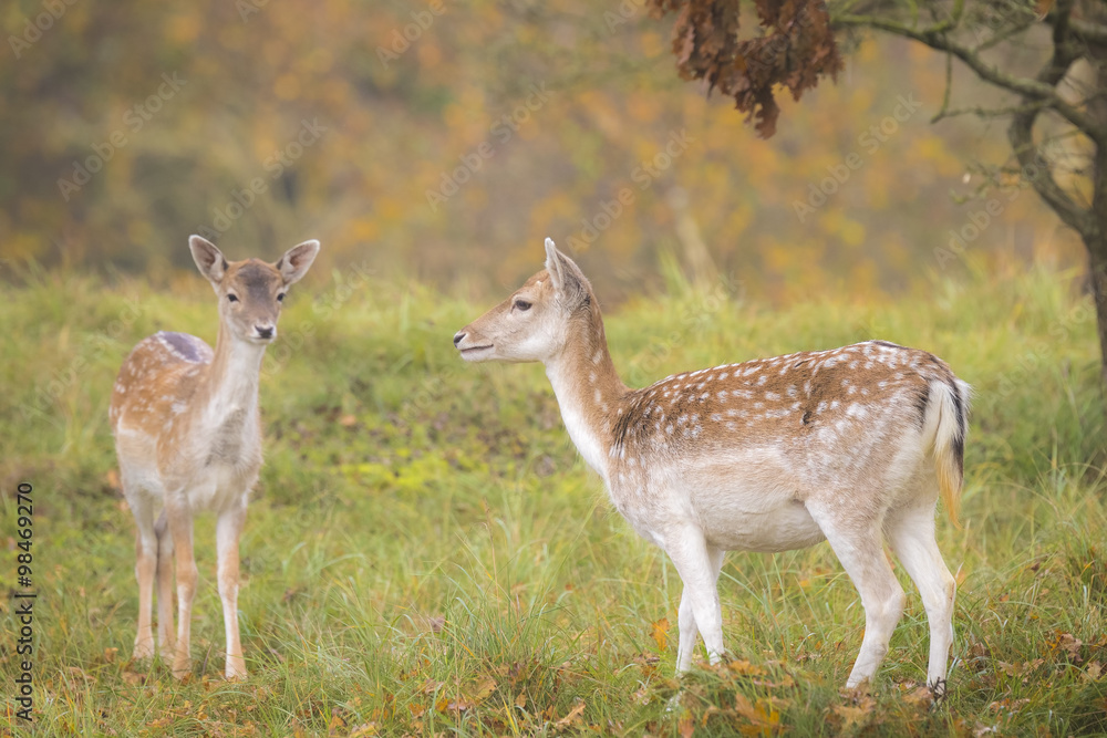 Fallow deer fawn in Autumn Fallow deer fawn in Autumn