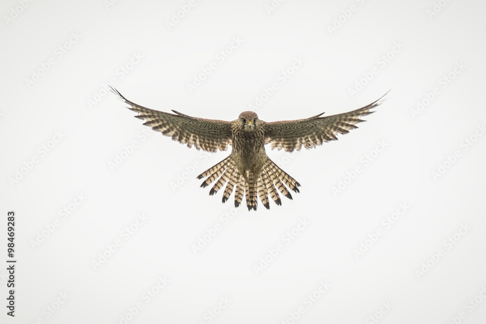 Fototapeta premium Kestrel hovering