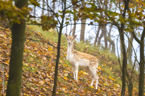 Fallow deer fawn in Autumn