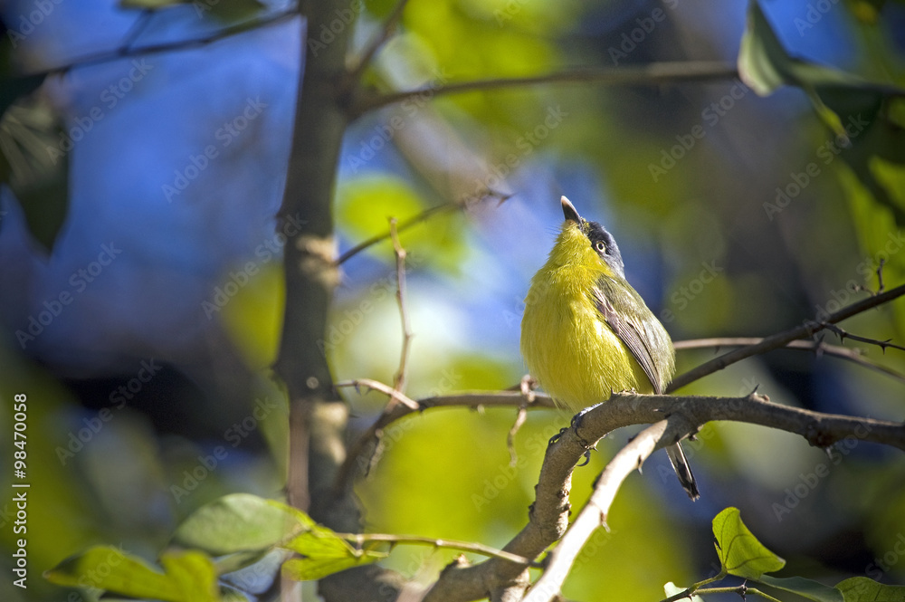 Common tody-flycatcher, bird distributed by Tropical America Common tody-flycatcher, bird distributed by Tropical America